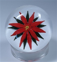 Whittemore Poinsettia