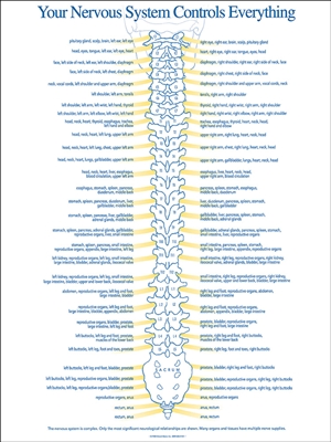 Nervous System Chart