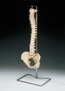 Vertebral Column With Metal Stand