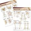 Lippincott Williams & Wilkins Atlas of Anatomy Skeletal System Chart Set. 2 Laminated Charts