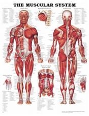 The Muscular System Chart 20X26 Laminated Chart