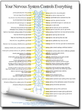 Nervous System Insert