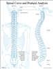Posture and Spinal Curve Insert