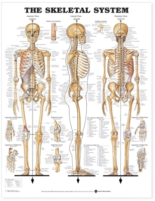 The Skeletal System Anatomical Chart