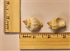 Two-Colored Nutmeg Shell (Cancellaria Bicolor)