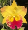 Rlc. Golden Hope