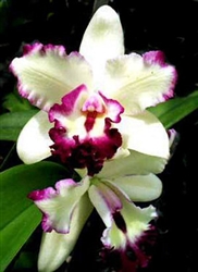 Blc Waianae Maiden