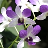 Dendrobium Aridang Blue