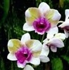 Dendrobium Baby Happy Holiday '706'