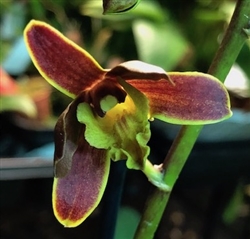 Dendrobium Hybrid Dark Purple