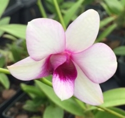 Dendrobium Hybrid, Miniature Pink/White