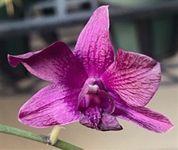 Dendrobium Hybrid, Violet