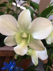 Dendrobium Hybrid, White