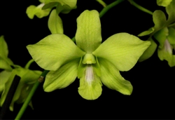 Dendrobium Hybrid, Green