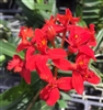 Epidendrum Red (Red Lip)