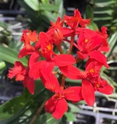 Epidendrum Red (Red Lip)