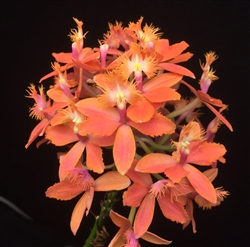 Epidendrum Reed Stem Hybrid, Coral Orange