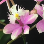 Epidendrum Wedding Valley 'Sakura'