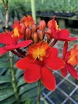 Epidendrum Max Valley 'Shiranui