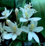 Epidendrum Wedding Valley 'Yubanai'