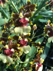 Oncidium Space Race 'Coco'