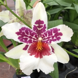 Beallara Big Shot 'Hilo Sparkle'