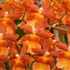 Oncidium Catatante 'Orange Kiss', XL Plants