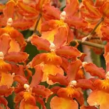 Oncidium Catatante 'Orange Kiss'