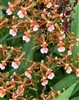 Oncidium Copper Scarab 'Brass Brethren'