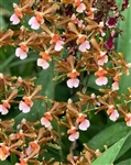 Oncidium Copper Scarab 'Brass Brethren'