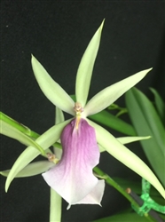 Miltassia Estrelita 'Sweet Senorita'