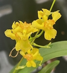 Oncidium Gold Dust