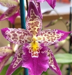 Beallara Patricia McCully