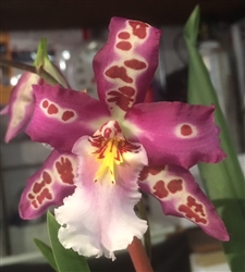 Vuylstekeara Cindy 'Pinky Lee'