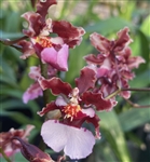 Oncidium Ruth's Rainbow 'Over the Rainbow'