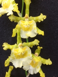 Odontocidium Sanguine 'Green Giant'