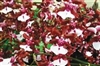 Oncidium Sharry Baby 'Sweet Fragrance' AM/AOS