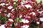 Oncidium Sharry Baby 'Sweet Fragrance' AM/AOS