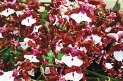 Oncidium Sharry Baby 'Sweet Fragrance' AM/AOS