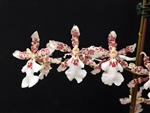 Oncidium Speckled Spire 'Snow Flake'