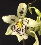 Beallara Snow Blind 'Steppenwolf'