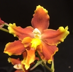 Burrageara Sunkissed 'Butterscotch'