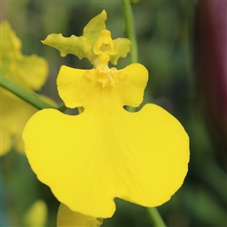 Oncidium Sweet Sugar 'Lemon Drop'