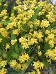 Oncidium Twinkle 'Yellow Bird'