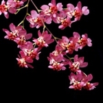 Oncidium Twinkles red