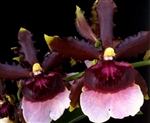 Oncidium Witches Jewel