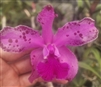 Cattleya amethystoglossa 'Shorty' x Peckhaviensis 'Rubin's'