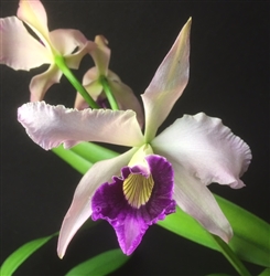 Laelia purpurata