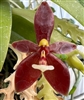 Phalaenopsis cornu-cervi