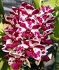 Rhynchostylis gigantea 'Cartoon'